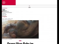 Bild zum Artikel: Orang-Utan-Baby im Tiergarten Schönbrunn geboren