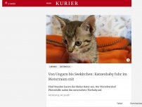 Bild zum Artikel: Von Ungarn bis Seekirchen: Katzenbaby fuhr im Motorraum mit