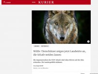 Bild zum Artikel: Wölfe: Tierschützer zeigen jetzt Landwirte an, die Schafe weiden lassen