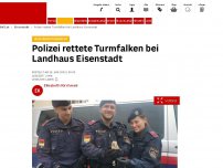 Bild zum Artikel: In Sicherheit gebracht - Polizei rettete Turmfalken bei Landhaus Eisenstadt
