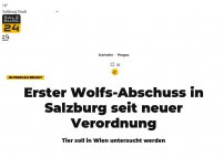 Bild zum Artikel: Erster Wolf in Salzburg geschossen