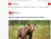 Bild zum Artikel: Bärin mit Jungen soll durch das Untere Drautal streifen