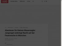 Bild zum Artikel: Abenteuer für kleinen Mauersegler: Jungvogel verbringt Nacht auf der Feuerwache in München