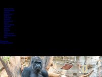 Bild zum Artikel: Tiere: Silberrücken-Geburtstag: Torte zum 50. für Gorilla Assumbo