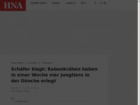 Bild zum Artikel: Schäfer klagt: Rabenkrähen haben in einer Woche vier Jungtiere in der Dönche erlegt