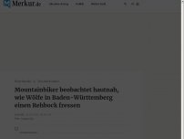 Bild zum Artikel: Mountainbiker beobachtet hautnah, wie Wölfe in Baden-Württemberg einen Rehbock fressen
