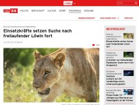 Bild zum Artikel: Kleinmachnow: Polizei sucht in Brandenburg nach entlaufener Löwin