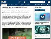 Bild zum Artikel: Löwe in Berlin entlaufen: Polizei warnt Anwohner vor Raubtier