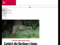 Bild zum Artikel: Gehört die Berliner Löwin dem Remmo-Clan?