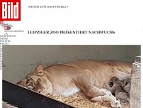 Bild zum Artikel: Seitenhieb vom Leipziger Zoo - Guckt mal, so sehen echte Löwen aus!