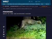 Bild zum Artikel: „Im Video ist eindeutig ein Wildschwein zu sehen“