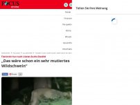 Bild zum Artikel: Tierärztin hat nach Löwen-Suche Zweifel - „Das wäre schon ein sehr mutiertes Wildschwein“