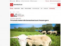 Bild zum Artikel: 70 Schafe haben die Donauinsel zum Fressen gern