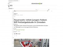 Bild zum Artikel: Feuerwehr rettet jungen Falken auf Polizeigebäude in Dresden