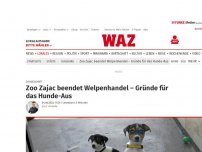 Bild zum Artikel: Zoogeschäft: Zoo Zajac beendet Welpenhandel – Gründe für das Hunde-Aus