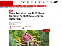 Bild zum Artikel: Trauer - Nach 14 Jahren im St. Pöltner Tierheim schlief Balouchi für immer ein