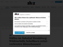 Bild zum Artikel: Hilflos im Bahnhof Rendsburg: Wildtierhilfe Schellhorn rettet verletzten Mäusebussard