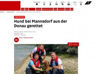 Bild zum Artikel: Herz für Tiere - Hund bei Mannsdorf aus der Donau gerettet