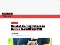 Bild zum Artikel: Karakal-Vierlinge kamen im Weißen Zoo in NÖ zur Welt