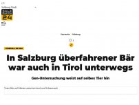 Bild zum Artikel: In Salzburg überfahrener Bär war auch in Tirol unterwegs