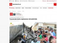 Bild zum Artikel: Tausende beim Lipizzaner Almabtrieb