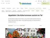 Bild zum Artikel: Alpabfahrt: Die Kühe kommen zurück ins Tal