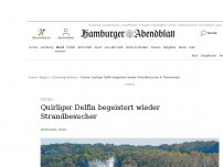 Bild zum Artikel: Ostsee: Quirliger Delfin begeistert wieder Strandbesucher