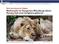 Bild zum Artikel: Nachwuchs im Tiergarten Nürnberg: Löwin Aarany hat zwei Jungtiere geboren