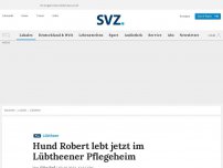 Bild zum Artikel: Hund Robert lebt jetzt im Lübtheener Pflegeheim