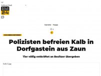 Bild zum Artikel: Polizisten befreien Kalb in Dorfgastein aus Zaun