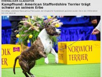 Bild zum Artikel: Kampfhund: American Staffordshire Terrier trägt schwer an seinem Erbe