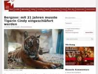 Bild zum Artikel: Bergzoo: mit 21 Jahren musste Tigerin Cindy eingeschläfert werden