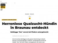 Bild zum Artikel: Herrenlose Qualzucht-Hündin in Braunau entdeckt
