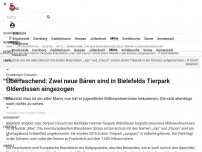 Bild zum Artikel: Knuddeliger Zuwachs: Überraschung: Zwei neue Bären sind in Bielefelds Tierpark Olderdissen eingezogen