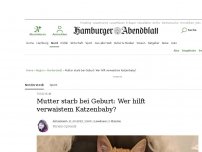 Bild zum Artikel: Tierheim: Mutter starb bei Geburt: Wer hilft verwaistem Katzenbaby?