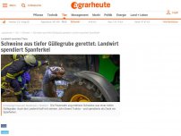 Bild zum Artikel: Schweine aus tiefer Güllegrube gerettet: Landwirt spendiert Spanferkel #hessen #güllegrube