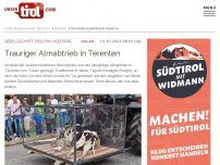 Bild zum Artikel: Trauriger Almabtrieb in Terenten