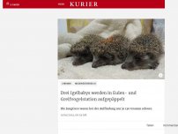 Bild zum Artikel: Drei Igelbabys werden in Eulen- und Greifvogelstation aufgepäppelt