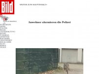 Bild zum Artikel: Anwohner alarmieren Polizei - Wolf durchstreift Wohngebiet