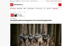 Bild zum Artikel: Ein Wolfsrudel wurde heute im Lavanttal gesichtet