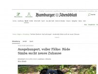 Bild zum Artikel: Tierheim Elmshorn: Ausgehungert, voller Flöhe: Rüde Simba sucht neues Zuhause