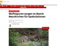 Bild zum Artikel: Gerüchteküche brodelt - Wolfsspuren sorgen im Bezirk Neunkirchen für Spekulationen