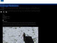 Bild zum Artikel: Gute Nachricht: Waldrappe schaffen Alpenüberquerung in letzter Sekunde