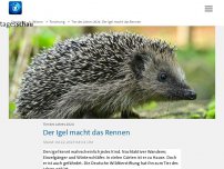 Bild zum Artikel: Tier des Jahres 2024: Der Igel macht das Rennen