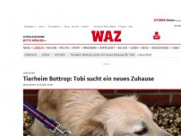 Bild zum Artikel: Tier in Not: Tierheim Bottrop: Tobi sucht ein neues Zuhause