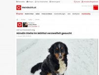 Bild zum Artikel: Hündin Stella im Mölltal verzweifelt gesucht