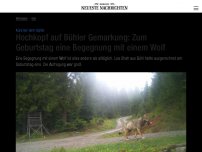 Bild zum Artikel: Hochkopf auf Bühler Gemarkung: Zum Geburtstag eine Begegnung mit einem Wolf