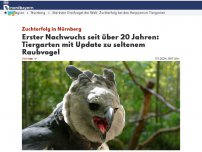 Bild zum Artikel: Erster Nachwuchs seit über 20 Jahren: Tiergarten mit Update zu seltenem Raubvogel