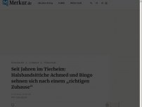 Bild zum Artikel: Seit Jahren im Tierheim: Halsbandsittiche Achmed und Bingo sehnen sich nach einem „richtigen Zuhause“