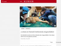 Bild zum Artikel: 2 Löwen in Tierwelt Herberstein eingeschläfert